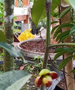 Bibit Pohon Manggis Buah Biji Okulasi Cepat Berbuah Flora Tanjung Jabung Timur