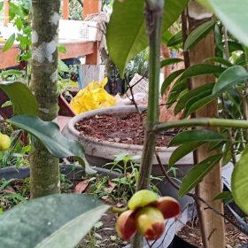 Bibit Pohon Manggis Buah Biji Okulasi Cepat Berbuah Flora Tanjung Jabung Timur
