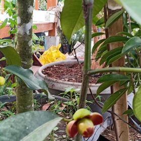 Bibit Pohon Manggis Buah Biji Okulasi Cepat Berbuah Malinau