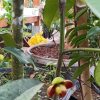 Bibit Pohon Manggis Buah Biji Okulasi Cepat Berbuah Morowali