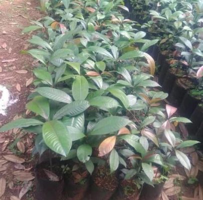 Bibit Pohon Manggis - Buah Tanaman Manis Si Ratu Asahan