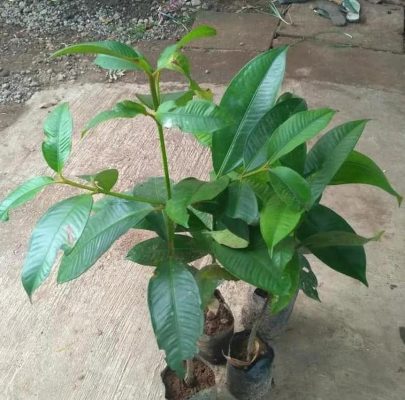 Bibit Pohon Manggis - Buah Tanaman Manis Si Ratu Pati