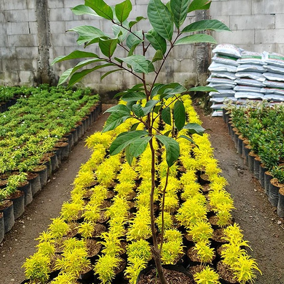 Gambar Produk bibit pohon rambutan binjai rapiah Sulawesi Selatan