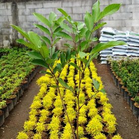 bibit pohon rambutan binjai rapiah Surabaya