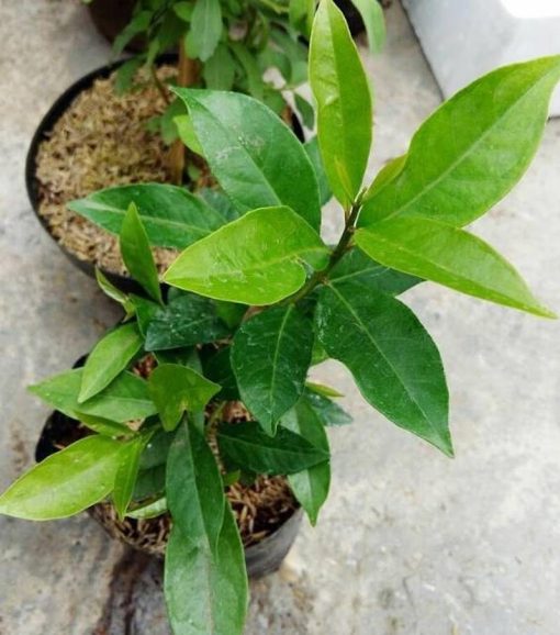 bibit pohon tanaman daun salam Aceh