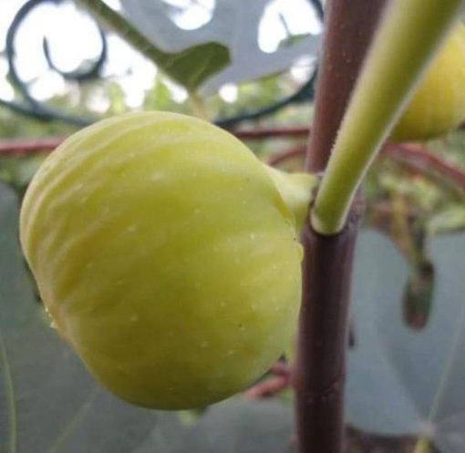 bibit pohon tin jenis tena bibit buah tin unggul jenis tena buah sangat manis dan produktif Parepare