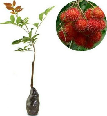 bibit rambutan binjai Jawa Tengah