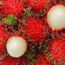 bibit rambutan binjai Pekanbaru