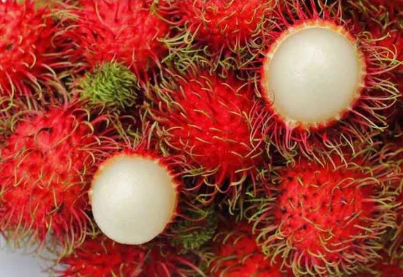 bibit rambutan binjai Pekanbaru