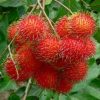 bibit rambutan binjai super Sungai Penuh