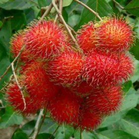 bibit rambutan binjai super Sungai Penuh