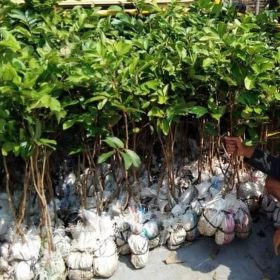Bibit Rambutan Rapiah Manis Hasil Okulasi Tulang Bawang