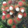 bibit rambutan rapiah okulasi Jawa Timur