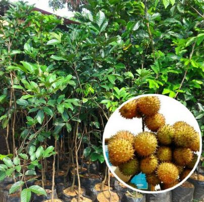 Bibit Rambutan Rapiah Pohon Tapanuli Tengah