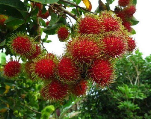 Bibit Rambutan Rapiah - Rafiah Murah Tapanuli Tengah