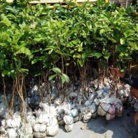 Bibit Rambutan Rapiah Unggulan Manis Hasil Okulasi Termurah Bulukumba