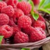 bibit raspberry merah kaya manfaat Gorontalo