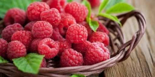 bibit raspberry merah kaya manfaat Gorontalo