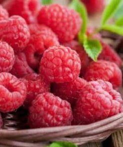 bibit raspberry merah kaya manfaat Pariaman