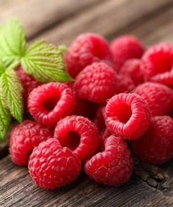 bibit raspberry merah kaya manfaat Sorong