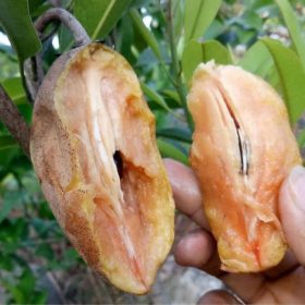 bibit sawo jumbo dan mentimun Salatiga