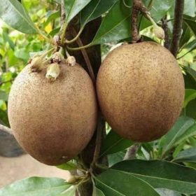 bibit sawo jumbo okulasi mudah berbuah Madiun