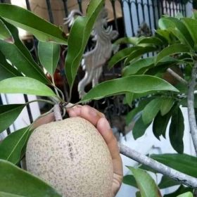 bibit sawo jumbo okulasi unggul wisata agrotani Jawa Tengah