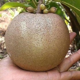 bibit sawo jumbo super unggul cepat berbuah murah terlaris Kepulauan Riau