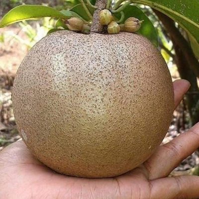 bibit sawo jumbo super unggul cepat berbuah murah terlaris Papua