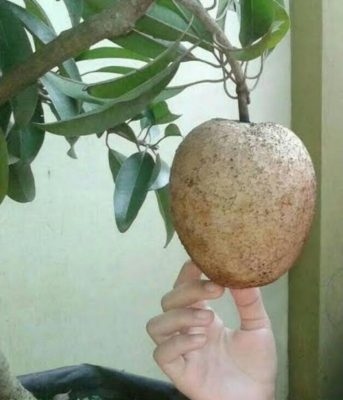 bibit sawo jumbo unggulan Cilegon