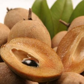 bibit sawo manila super manis cocok buat tabulampot Tebingtinggi