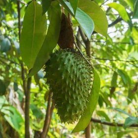 bibit sirsak super Kalimantan Tengah