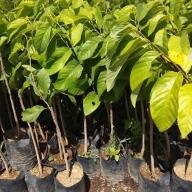 bibit srikaya jumbo Maluku