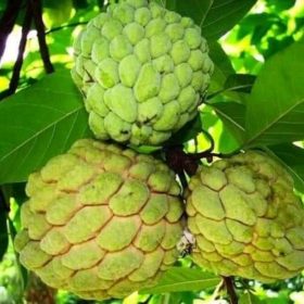bibit srikaya merah benih pohon tanaman buah okulasi sambung pucuk bisa untuk tabulampot taman Pangkalpinang