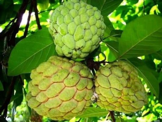 bibit srikaya merah benih pohon tanaman buah okulasi sambung pucuk bisa untuk tabulampot taman Pangkalpinang