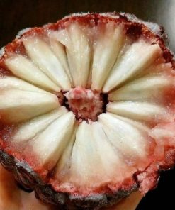 bibit srikaya merah jumbo tanaman buah srikaya merah bibit terlaris Bekasi
