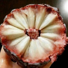 bibit srikaya merah jumbo tanaman buah srikaya merah bibit terlaris Bekasi