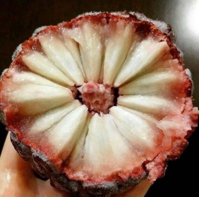 bibit srikaya merah jumbo tanaman buah srikaya merah bibit terlaris Bekasi