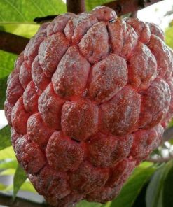 bibit srikaya merah jumbo tanaman buah srikaya merah bibit terlaris Jawa Timur
