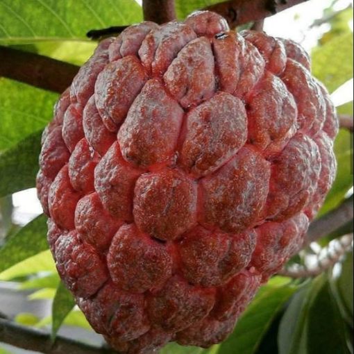 bibit srikaya merah jumbo tanaman buah srikaya merah bibit terlaris Jawa Timur