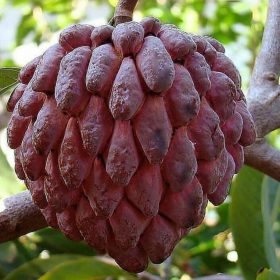 bibit srikaya merah okulasi Kota Administrasi Jakarta Selatan