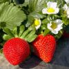 bibit strawberry california berbuah Banjar