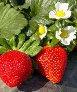 bibit strawberry california berbuah Banjar