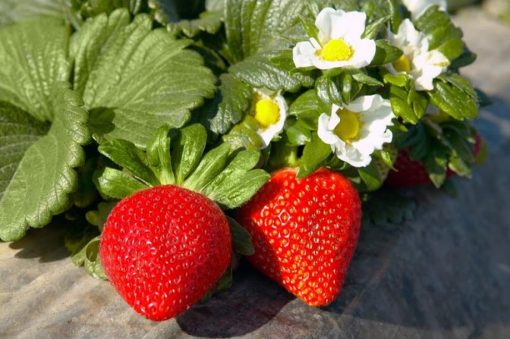 bibit strawberry california berbuah Banjar