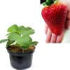 bibit strawberry jumbo holland Tidore Kepulauan