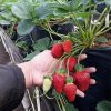 bibit strawberry jumbo Kalimantan Barat