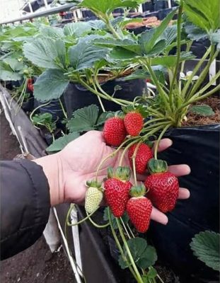 bibit strawberry jumbo Kalimantan Barat