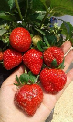 bibit strawberry manis Jawa Barat