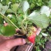 bibit strawberry merlan kondisi berbuah berbunga Bogor