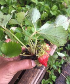 bibit strawberry merlan kondisi berbuah berbunga Bogor